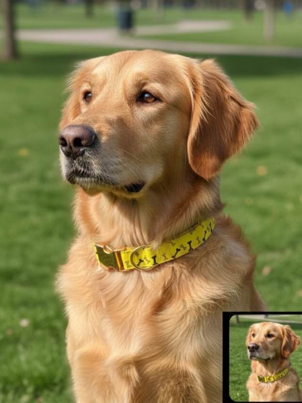 Yellow Dog Collar with Bone Pattern - Pet Accessory — 36 - 55cm